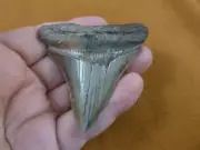 (S271-4) big 2-15/16" Fossil MEGALODON Shark Tooth Teeth JEWELRY love meg sharks