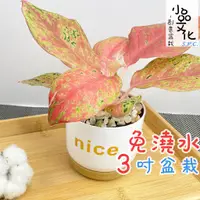 在飛比找蝦皮購物優惠-【小品文化】彩鳳【現貨】3吋nice免澆水盆栽 室內植物 室