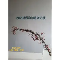 在飛比找蝦皮購物優惠-✩NICE DAY✩2023 已到貨 原裝 新鮮山歸來切枝 