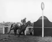 Quare Times 1955 Grand National Win 1 Horse Racing Old Photo