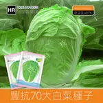 🌿鳳鳴🌱豐抗70大白菜種子秋季山東白菜籽鼕儲耐熱蔬菜種籽菜籽 種子 種籽