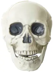 Mini 11cm Human Skull Halloween Decoration