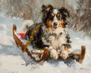 8x10 Matte Print_ Australian Shepherd Pulling Sled in Snow