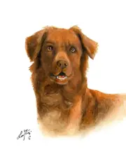 ✿ ORIGINAL Oil Portrait Painting NOVA SCOTIA DUCK TOLLING RETRIEVER Dog Art