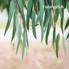 PREMIUM HIGHLY SCENTED REED DIFFUSER REFILLS - Eucalyptus Fragrance