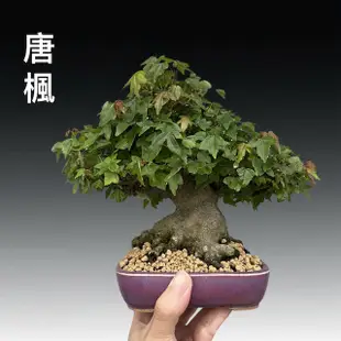 祖傳三代70年日本唐楓 超級精品 傳家之寶 小品盆栽
