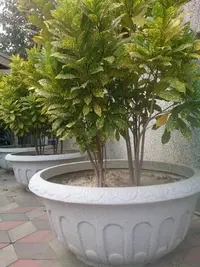 在飛比找Yahoo!奇摩拍賣優惠-【森紅園藝】FRP製水泥花盆(2尺雅典) PS.植草磚.平板