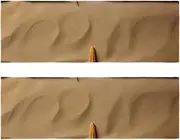 Gym Towels,Hand Towels,Workout Towels for Gym Bag,Beach Seashell Starfish Wood,2-Pc