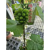 在飛比找蝦皮購物優惠-李家果苗 陽光玫瑰葡萄 日本綠葡萄 8吋盆 扦插苗 高度一米