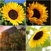 Sunflower - Racey Yellow seeds
