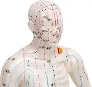 Human Acupuncture Model, Male/Female Pressure Point and Meridians Model for Chinese Medicine Teaching, Acupuncture and Massage