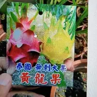 在飛比找蝦皮購物優惠-**小農之家**優質種苗「泰國無刺大果黃龍果」黃龍果 黃皮白