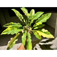 在飛比找蝦皮購物優惠-斑葉火之戒 蔓綠絨 神鋸 Philodendron  'Ri