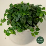 迷你薜荔│FICUS PUMILA│福所栽│水泥盆器│窗邊植物│觀葉植物│綠化植栽