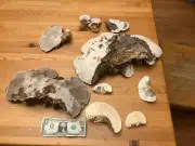 Large Lot Of Tinder fungi