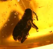 Beautiful Weevil with Long Snout in Dominican Amber Fossil Gemstone