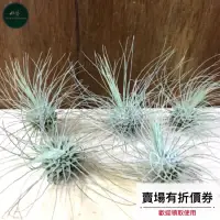 在飛比找蝦皮購物優惠-植藝-白毛毛 ✧銀白細毛✧ Tillandsia fuchs