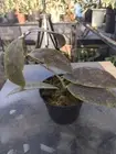 Hoya AFF Lambi Red SP Borneo +Phytosanitary