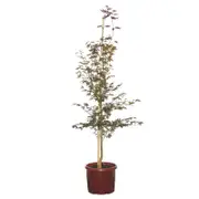 330mm Purple Japanese Maple - Acer palmatum Atropurpureum