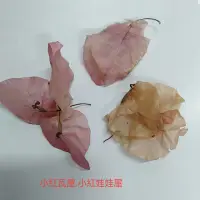 在飛比找蝦皮購物優惠-小紅瓦屋.一般桃紅色九重葛種子一朵花有3顆1元(花卉種子花苗