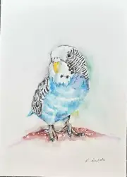 Australian Art Original Watercolour Of Budgerigar