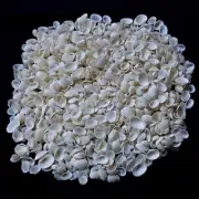 Tiny Ark White Shell For Craft Art Decor Natural Seashell approx.9000 pc 2 Pound