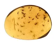 Large Swarm of Nematocera (Gnats), Fossil inclusion in Burmese Amber