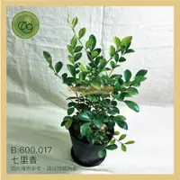 在飛比找蝦皮購物優惠-【台灣現貨】七里香_3.5寸盆_買十送一 植物｜樹苗｜園藝｜