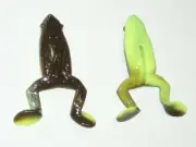 5x DOMINATOR 3.5" KICK'N FROG LURES GREEN PUMPKIN CHARTREUSE