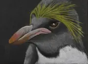 Macaroni Penguin, ACEO Original, Color Pencil, 2.5x3.5, Signed