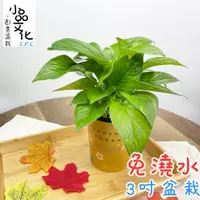 在飛比找蝦皮商城優惠-【小品文化】黃金葛【現貨】3吋杯子免澆水盆栽 懶人盆栽 觀葉