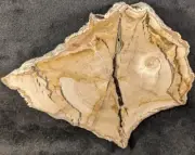 Petrified Wood Slab w/ Limb, druzy quartz & agate forts, Yegua Formation, Texas
