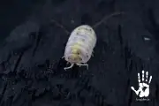 (LAG) 10+ Armadillidium vulgare Japanese Magic Potion Isopods - Bioactive -