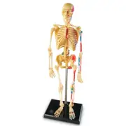 Learning Resources Skeleton Model