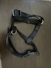 black harness for small dog