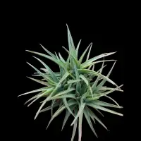 在飛比找蝦皮購物優惠-綠房子空氣鳳梨 紫羅蘭青銅 Tillandsia aeran