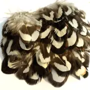 50pcs Natural 3-4cm Black White Reeves Pheasant Feathers DIY Art Craft