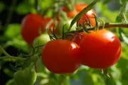TOMATO 'College Challenger' seeds