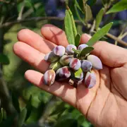 Buy Olive Koroneiki Trees (Olea europaea)
