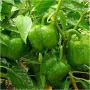 Capsicum - Yolo Wonder seeds