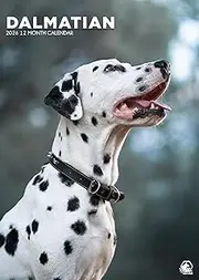 Dalmation Dog Calendar