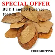Organic Ceylon Dried Jack Fruit Leaves Antibiotic Biofilm Betta Shrimp Aquarium