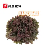 紅冠萵苣 【興農種苗】 紅冠萵苣種子 萵苣種子 萵苣原包裝種子 每包約3公克 全年可種 新鮮種子