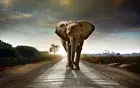 wild animal elephant photography poster accent wall ideas