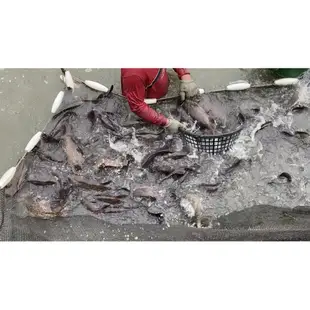 【華得水產】特大青斑石斑魚1尾(500-600g/尾)