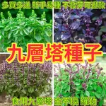 🔥九層塔種子🍓香菜大葉九層塔（大業羅勒）紫色九層塔種子食用香草 陽台庭院盆栽蔬菜種子