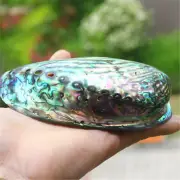 5" Natural Blue Abalone Shell Polished Sea Shells Fish Tank Aquarium Home Decor