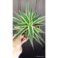 在飛比找蝦皮購物優惠-Agave 龍舌蘭 藍光白覆輪 觀葉植物 天南星 參考 成株