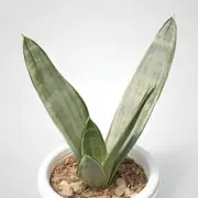 Sansevieria Trifasciata Morgentern Rare Uniqe Snake Plant