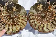 Dinosaur PAIR Ammonite MultiColor Crystals XXXLG 203mm 110myo FOSSIL 8.0" 2657xx